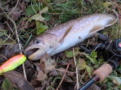 アメマスの釣果