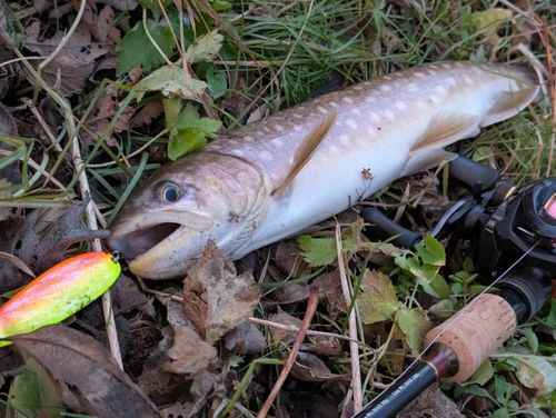 アメマスの釣果
