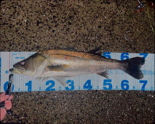 シーバスの釣果