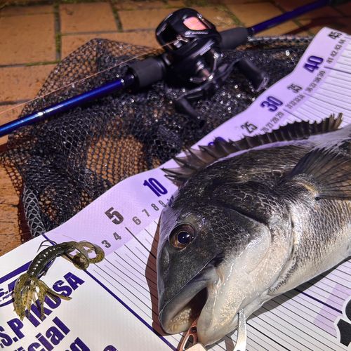 クロダイの釣果