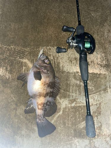 シロメバルの釣果