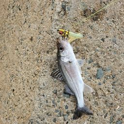 セイゴ（マルスズキ）