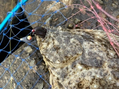 ヒラメの釣果