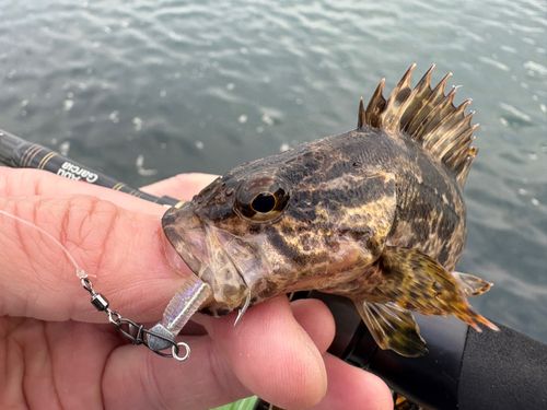 タケノコメバルの釣果