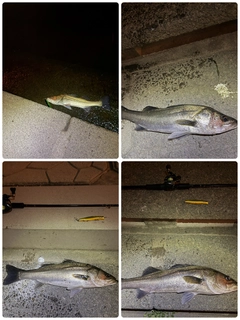 シーバスの釣果