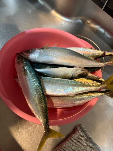サバの釣果