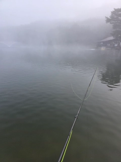 レインボートラウトの釣果