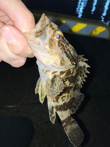 タケノコメバルの釣果