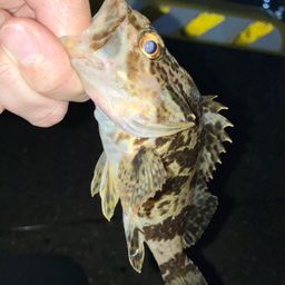 タケノコメバル