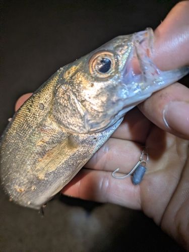 セイゴ（マルスズキ）の釣果