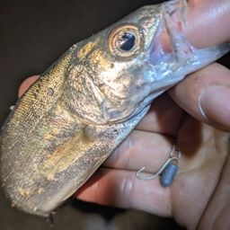 セイゴ（マルスズキ）