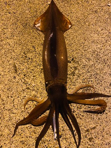 三陸海岸（岩手）