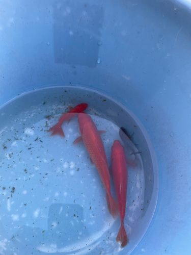 キンギョの釣果