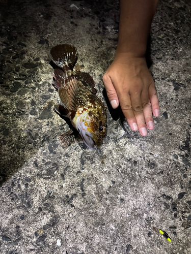 ムラソイの釣果