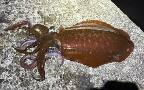 アオリイカの釣果