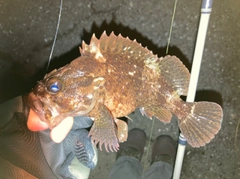 ムラソイの釣果