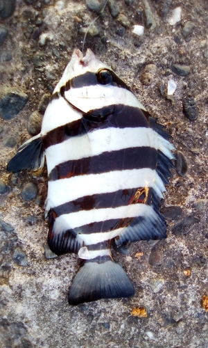 サンバソウの釣果