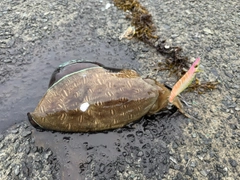 コウイカの釣果