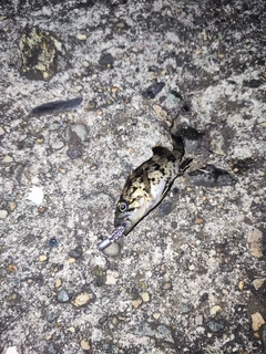 クロソイの釣果