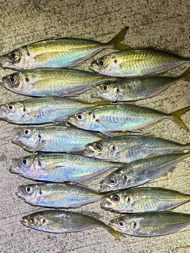マアジの釣果