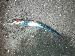 タチウオの釣果