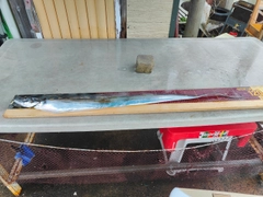 タチウオの釣果