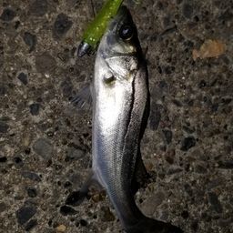 セイゴ（マルスズキ）