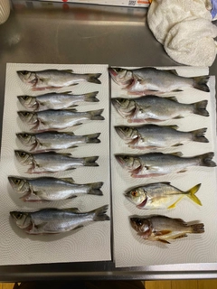 セイゴ（ヒラスズキ）の釣果