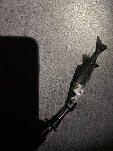 セイゴ（マルスズキ）の釣果