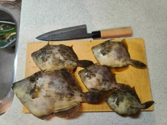 カワハギの釣果