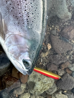 ニジマスの釣果