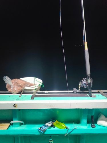 メイチダイの釣果