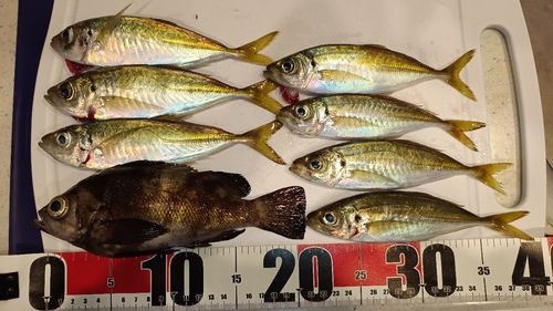 アジの釣果