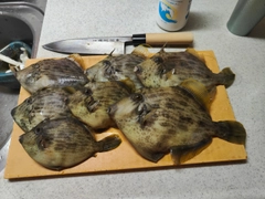 カワハギの釣果