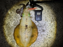 アオリイカの釣果