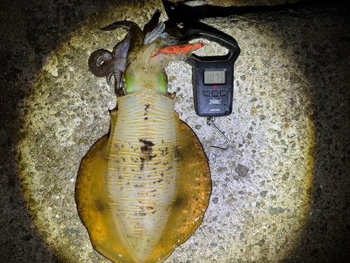 アオリイカの釣果