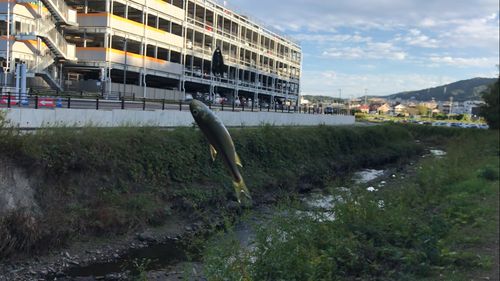カワムツの釣果