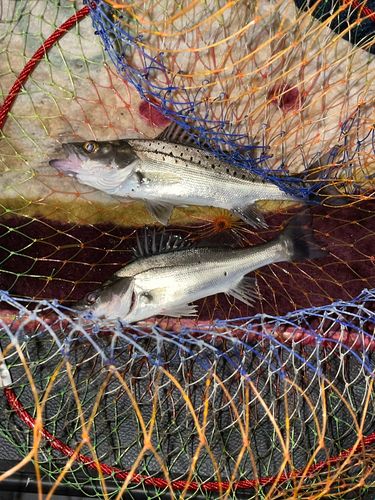 セイゴ（タイリクスズキ）の釣果