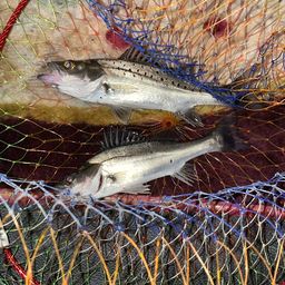 セイゴ（タイリクスズキ）