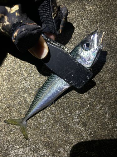 サバの釣果