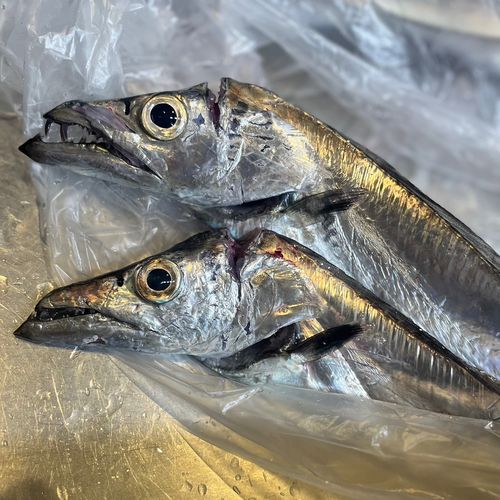 タチウオの釣果