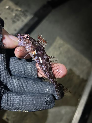 アナハゼの釣果