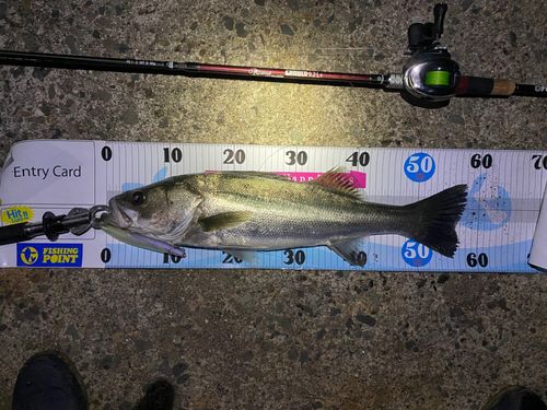 シーバスの釣果