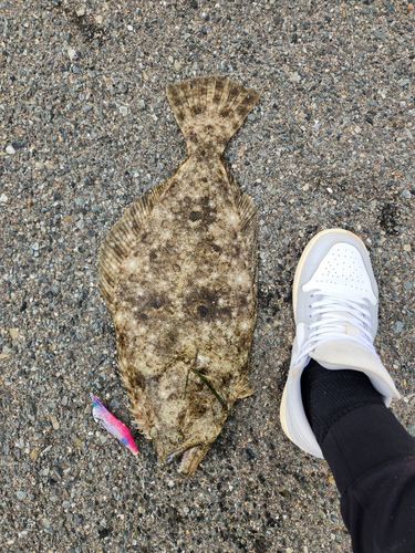 ヒラメの釣果