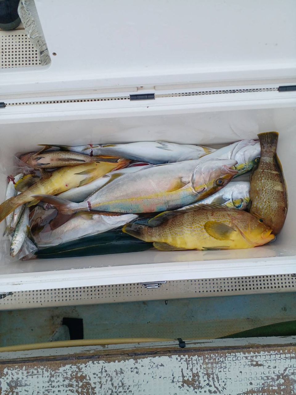 充丸（みつまる）女将さんの釣果 1枚目の画像