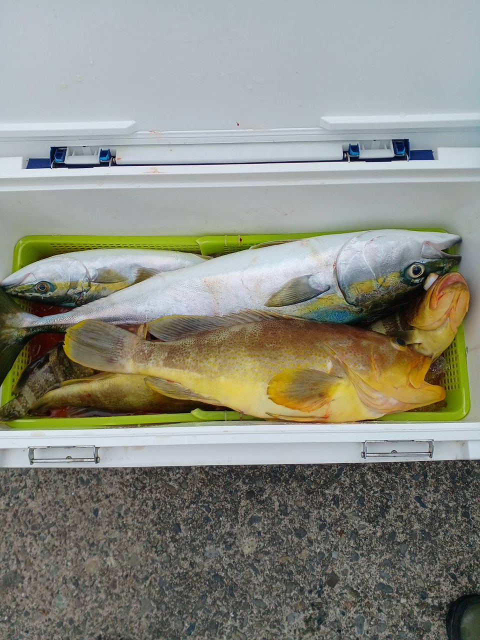 充丸（みつまる）女将さんの釣果 2枚目の画像