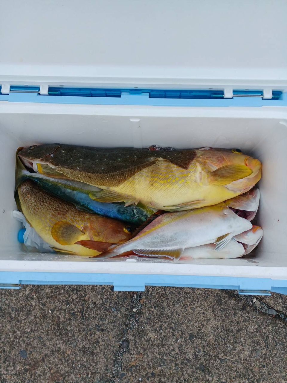 充丸（みつまる）女将さんの釣果 3枚目の画像