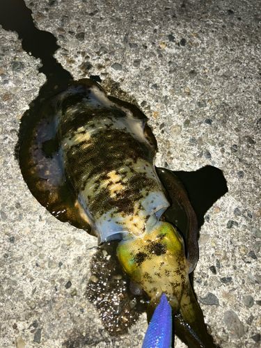 アオリイカの釣果