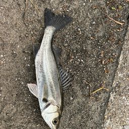 セイゴ（マルスズキ）