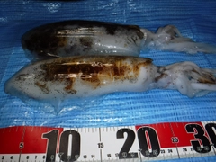 アオリイカの釣果